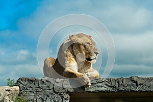 Female Lion resting on a Rock