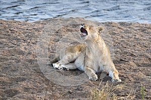 Female lion roarig in kruger park south africa