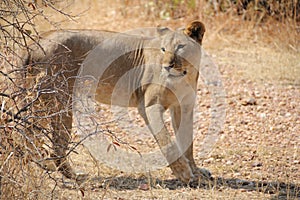 Female lion at ruaha national park tanzania