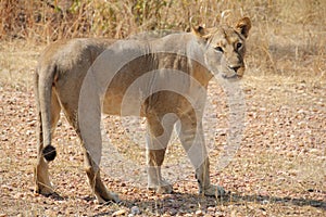 Female lion at ruaha national park tanzania