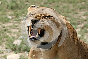 Female Lion - Serengeti Safari, Tanzania, Africa