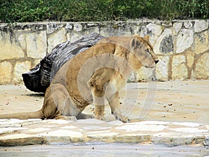 Female Lion Sitting Deep in Thought