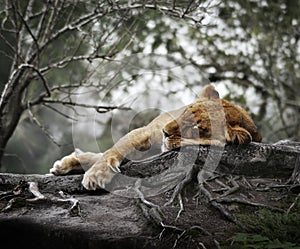 Female Lion Sleeping