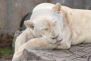 Female lion sleeping