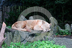 A female lion sleeps in the green grass