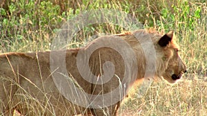 Female Lion Stalking in Golden Grass