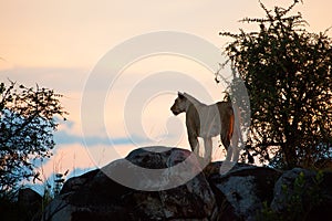 Female lion at sunset. Serengeti, Tanzania