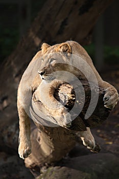 Female lion in a tree