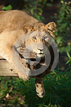 Female lion in a tree