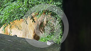 Female lion walking in bush under the tree