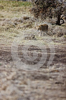 Female lion walking in the grass in Lewa Conservancy, Kenya