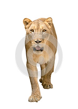Female lion walking isolated on white background