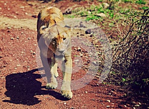 Female lion walking. Ngorongoro, Tanzania
