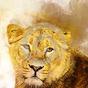 Female Lion in watercolor, Predator.