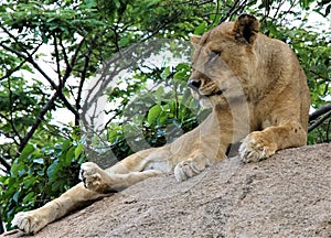 Female Lion in the wild in Zimbabwe