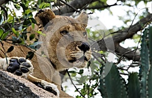 Female Lion in the wild in Zimbabwe