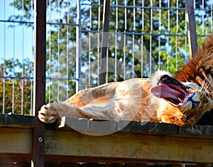 Female Lion yawn