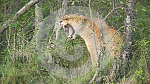 A Female Lion Yawning In The Middle OF The Forest In El Karama Lodge Located In Kenya. -me