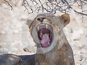 Female lion yawning and showing sharp teeth and tongue under thorny bush in Etosha National Park, Namibia, Africa