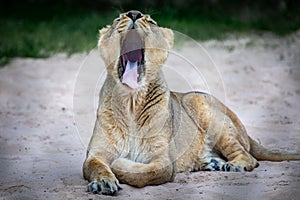 Female lion yawns and shows her razor sharp teeth