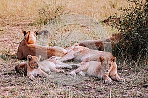 Female Lion and young lions lie on ground of Serengeti Savanna Grumeti reserve - African Tanzania Safari trip