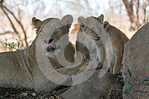 Female lioness with baby lion cubs in South Africa