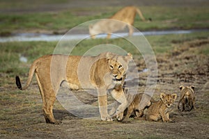 Female lioness and her cubs standing in short grass with another female in the background drinking water in Tanzania