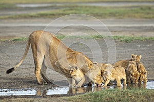 Female lioness and her lion cubs drinking water from a puddle in Ndutu in Tanzania