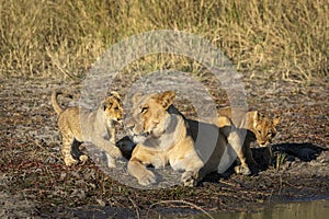 Female lioness and her two lion cubs resting in morning sunlight in Savuti in Botswana