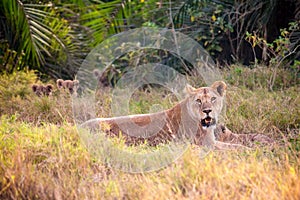 Female lioness mother with small lions in Masai Mara National Park. Safari in Kenya