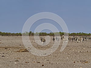 female lioness in the plains of Etosha National Park Namibia