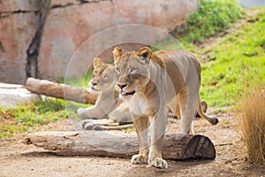 Female Lioness Relaxing