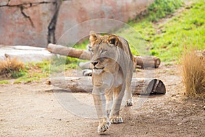 Female Lioness Relaxing