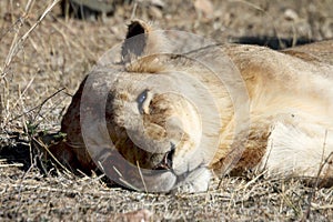 Female lioness resting after mating