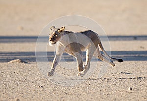 Female lioness running