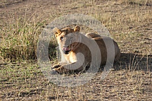 Female Lioness in the wild maasai mara