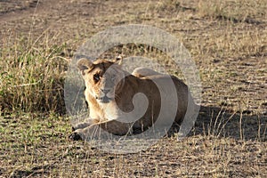 Female Lioness in the wild maasai mara