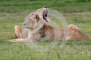 Female lions