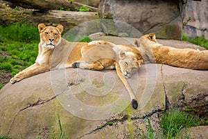 Female lions lying on Rock in Oregon Zoo