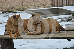 Female lions next to each other in the zoo.