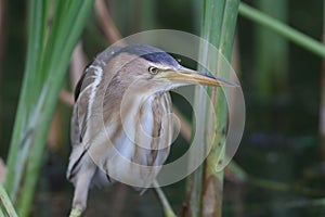 Female little bittern with mosquito on head