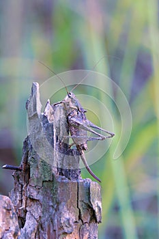 Female long-horned grasshopper