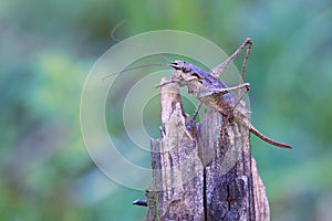 Female long-horned grasshopper