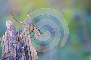 Female long-horned grasshopper