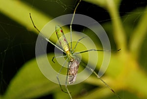 Female Long Jaw Orb Weaving Spider with Kill, Tetragnathidae Family at Coorg, Karnataka, India