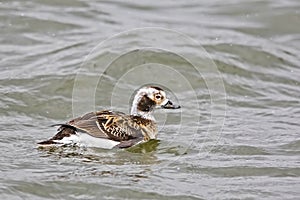 Female Long-tailed Duck, Clangula hyemalis, loafing on the water