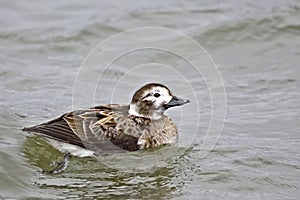 Female Long-tailed Duck, Clangula hyemalis, swimming on the lake