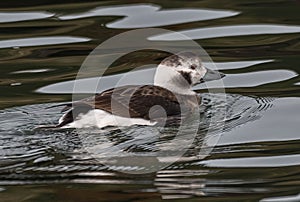 Female Long Tailed Duck on the Sea