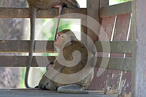 A female long-tailed macaque with baby, taking refuge from the noonday sun in a shack, Phetchaburi, Thailand