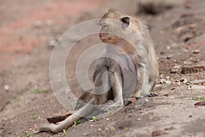 Female Long-Tailed Macaque at Prang Sam Yod